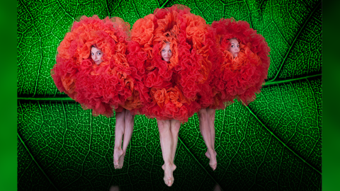 Three female dancers peek through voluminous orange tutus that make them appear as flowers set off against a bright green leaf motif background.